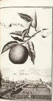Picture 91 of 128 from Nürnbergische Hesperides, Oder Gründliche Beschreibung Der Edlen Citronat- Citronen- und Pomeranzen-Früchte: Wie solche in selbiger und benachbarten Gegend/ recht mögen eingesetzt/ gewartet/ erhalten und fortgebracht werden/ Samt Einer ausführlichen Erzehlung der meisten Sorten/ welche theils zu Nürnberg würcklich gewachsen/ theils von verschiedenen fremden Orten dahin gebracht worden, auf das accurateste in Kupffer gestochen/ in Vier Theile eingetheilet und mit nützlichen Anmerckungen erkläret (1708), leaf 367