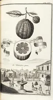 Picture 92 of 128 from Nürnbergische Hesperides, Oder Gründliche Beschreibung Der Edlen Citronat- Citronen- und Pomeranzen-Früchte: Wie solche in selbiger und benachbarten Gegend/ recht mögen eingesetzt/ gewartet/ erhalten und fortgebracht werden/ Samt Einer ausführlichen Erzehlung der meisten Sorten/ welche theils zu Nürnberg würcklich gewachsen/ theils von verschiedenen fremden Orten dahin gebracht worden, auf das accurateste in Kupffer gestochen/ in Vier Theile eingetheilet und mit nützlichen Anmerckungen erkläret (1708), leaf 371
