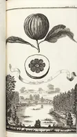 Picture 93 of 128 from Nürnbergische Hesperides, Oder Gründliche Beschreibung Der Edlen Citronat- Citronen- und Pomeranzen-Früchte: Wie solche in selbiger und benachbarten Gegend/ recht mögen eingesetzt/ gewartet/ erhalten und fortgebracht werden/ Samt Einer ausführlichen Erzehlung der meisten Sorten/ welche theils zu Nürnberg würcklich gewachsen/ theils von verschiedenen fremden Orten dahin gebracht worden, auf das accurateste in Kupffer gestochen/ in Vier Theile eingetheilet und mit nützlichen Anmerckungen erkläret (1708), leaf 375