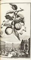 Picture 94 of 128 from Nürnbergische Hesperides, Oder Gründliche Beschreibung Der Edlen Citronat- Citronen- und Pomeranzen-Früchte: Wie solche in selbiger und benachbarten Gegend/ recht mögen eingesetzt/ gewartet/ erhalten und fortgebracht werden/ Samt Einer ausführlichen Erzehlung der meisten Sorten/ welche theils zu Nürnberg würcklich gewachsen/ theils von verschiedenen fremden Orten dahin gebracht worden, auf das accurateste in Kupffer gestochen/ in Vier Theile eingetheilet und mit nützlichen Anmerckungen erkläret (1708), leaf 379