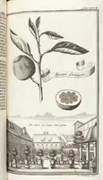 Picture 95 of 128 from Nürnbergische Hesperides, Oder Gründliche Beschreibung Der Edlen Citronat- Citronen- und Pomeranzen-Früchte: Wie solche in selbiger und benachbarten Gegend/ recht mögen eingesetzt/ gewartet/ erhalten und fortgebracht werden/ Samt Einer ausführlichen Erzehlung der meisten Sorten/ welche theils zu Nürnberg würcklich gewachsen/ theils von verschiedenen fremden Orten dahin gebracht worden, auf das accurateste in Kupffer gestochen/ in Vier Theile eingetheilet und mit nützlichen Anmerckungen erkläret (1708), leaf 383
