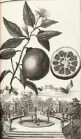 Picture 96 of 128 from Nürnbergische Hesperides, Oder Gründliche Beschreibung Der Edlen Citronat- Citronen- und Pomeranzen-Früchte: Wie solche in selbiger und benachbarten Gegend/ recht mögen eingesetzt/ gewartet/ erhalten und fortgebracht werden/ Samt Einer ausführlichen Erzehlung der meisten Sorten/ welche theils zu Nürnberg würcklich gewachsen/ theils von verschiedenen fremden Orten dahin gebracht worden, auf das accurateste in Kupffer gestochen/ in Vier Theile eingetheilet und mit nützlichen Anmerckungen erkläret (1708), leaf 385