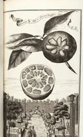 Picture 97 of 128 from Nürnbergische Hesperides, Oder Gründliche Beschreibung Der Edlen Citronat- Citronen- und Pomeranzen-Früchte: Wie solche in selbiger und benachbarten Gegend/ recht mögen eingesetzt/ gewartet/ erhalten und fortgebracht werden/ Samt Einer ausführlichen Erzehlung der meisten Sorten/ welche theils zu Nürnberg würcklich gewachsen/ theils von verschiedenen fremden Orten dahin gebracht worden, auf das accurateste in Kupffer gestochen/ in Vier Theile eingetheilet und mit nützlichen Anmerckungen erkläret (1708), leaf 387