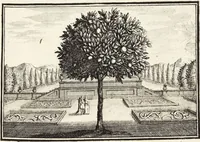Picture 7 of 128 from Nürnbergische Hesperides, Oder Gründliche Beschreibung Der Edlen Citronat- Citronen- und Pomeranzen-Früchte: Wie solche in selbiger und benachbarten Gegend/ recht mögen eingesetzt/ gewartet/ erhalten und fortgebracht werden/ Samt Einer ausführlichen Erzehlung der meisten Sorten/ welche theils zu Nürnberg würcklich gewachsen/ theils von verschiedenen fremden Orten dahin gebracht worden, auf das accurateste in Kupffer gestochen/ in Vier Theile eingetheilet und mit nützlichen Anmerckungen erkläret (1708), leaf 39