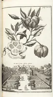 Picture 99 of 128 from Nürnbergische Hesperides, Oder Gründliche Beschreibung Der Edlen Citronat- Citronen- und Pomeranzen-Früchte: Wie solche in selbiger und benachbarten Gegend/ recht mögen eingesetzt/ gewartet/ erhalten und fortgebracht werden/ Samt Einer ausführlichen Erzehlung der meisten Sorten/ welche theils zu Nürnberg würcklich gewachsen/ theils von verschiedenen fremden Orten dahin gebracht worden, auf das accurateste in Kupffer gestochen/ in Vier Theile eingetheilet und mit nützlichen Anmerckungen erkläret (1708), leaf 395