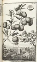 An illustration from Nürnbergische Hesperides, Oder Gründliche Beschreibung Der Edlen Citronat- Citronen- und Pomeranzen-Früchte: Wie solche in selbiger und benachbarten Gegend/ recht mögen eingesetzt/ gewartet/ erhalten und fortgebracht werden/ Samt Einer ausführlichen Erzehlung der meisten Sorten/ welche theils zu Nürnberg würcklich gewachsen/ theils von verschiedenen fremden Orten dahin gebracht worden, auf das accurateste in Kupffer gestochen/ in Vier Theile eingetheilet und mit nützlichen Anmerckungen erkläret (1708)