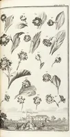 Picture 105 of 128 from Nürnbergische Hesperides, Oder Gründliche Beschreibung Der Edlen Citronat- Citronen- und Pomeranzen-Früchte: Wie solche in selbiger und benachbarten Gegend/ recht mögen eingesetzt/ gewartet/ erhalten und fortgebracht werden/ Samt Einer ausführlichen Erzehlung der meisten Sorten/ welche theils zu Nürnberg würcklich gewachsen/ theils von verschiedenen fremden Orten dahin gebracht worden, auf das accurateste in Kupffer gestochen/ in Vier Theile eingetheilet und mit nützlichen Anmerckungen erkläret (1708), leaf 415