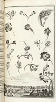An illustration from Nürnbergische Hesperides, Oder Gründliche Beschreibung Der Edlen Citronat- Citronen- und Pomeranzen-Früchte: Wie solche in selbiger und benachbarten Gegend/ recht mögen eingesetzt/ gewartet/ erhalten und fortgebracht werden/ Samt Einer ausführlichen Erzehlung der meisten Sorten/ welche theils zu Nürnberg würcklich gewachsen/ theils von verschiedenen fremden Orten dahin gebracht worden, auf das accurateste in Kupffer gestochen/ in Vier Theile eingetheilet und mit nützlichen Anmerckungen erkläret (1708)