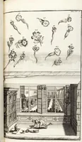 Picture 109 of 128 from Nürnbergische Hesperides, Oder Gründliche Beschreibung Der Edlen Citronat- Citronen- und Pomeranzen-Früchte: Wie solche in selbiger und benachbarten Gegend/ recht mögen eingesetzt/ gewartet/ erhalten und fortgebracht werden/ Samt Einer ausführlichen Erzehlung der meisten Sorten/ welche theils zu Nürnberg würcklich gewachsen/ theils von verschiedenen fremden Orten dahin gebracht worden, auf das accurateste in Kupffer gestochen/ in Vier Theile eingetheilet und mit nützlichen Anmerckungen erkläret (1708), leaf 427