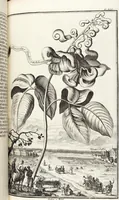 Picture 112 of 128 from Nürnbergische Hesperides, Oder Gründliche Beschreibung Der Edlen Citronat- Citronen- und Pomeranzen-Früchte: Wie solche in selbiger und benachbarten Gegend/ recht mögen eingesetzt/ gewartet/ erhalten und fortgebracht werden/ Samt Einer ausführlichen Erzehlung der meisten Sorten/ welche theils zu Nürnberg würcklich gewachsen/ theils von verschiedenen fremden Orten dahin gebracht worden, auf das accurateste in Kupffer gestochen/ in Vier Theile eingetheilet und mit nützlichen Anmerckungen erkläret (1708), leaf 445