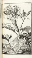 An illustration from Nürnbergische Hesperides, Oder Gründliche Beschreibung Der Edlen Citronat- Citronen- und Pomeranzen-Früchte: Wie solche in selbiger und benachbarten Gegend/ recht mögen eingesetzt/ gewartet/ erhalten und fortgebracht werden/ Samt Einer ausführlichen Erzehlung der meisten Sorten/ welche theils zu Nürnberg würcklich gewachsen/ theils von verschiedenen fremden Orten dahin gebracht worden, auf das accurateste in Kupffer gestochen/ in Vier Theile eingetheilet und mit nützlichen Anmerckungen erkläret (1708)