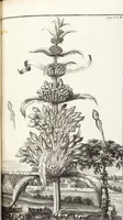 An illustration from Nürnbergische Hesperides, Oder Gründliche Beschreibung Der Edlen Citronat- Citronen- und Pomeranzen-Früchte: Wie solche in selbiger und benachbarten Gegend/ recht mögen eingesetzt/ gewartet/ erhalten und fortgebracht werden/ Samt Einer ausführlichen Erzehlung der meisten Sorten/ welche theils zu Nürnberg würcklich gewachsen/ theils von verschiedenen fremden Orten dahin gebracht worden, auf das accurateste in Kupffer gestochen/ in Vier Theile eingetheilet und mit nützlichen Anmerckungen erkläret (1708)