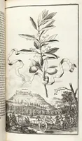 Picture 116 of 128 from Nürnbergische Hesperides, Oder Gründliche Beschreibung Der Edlen Citronat- Citronen- und Pomeranzen-Früchte: Wie solche in selbiger und benachbarten Gegend/ recht mögen eingesetzt/ gewartet/ erhalten und fortgebracht werden/ Samt Einer ausführlichen Erzehlung der meisten Sorten/ welche theils zu Nürnberg würcklich gewachsen/ theils von verschiedenen fremden Orten dahin gebracht worden, auf das accurateste in Kupffer gestochen/ in Vier Theile eingetheilet und mit nützlichen Anmerckungen erkläret (1708), leaf 459