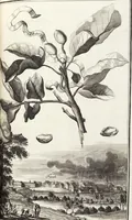 Picture 119 of 128 from Nürnbergische Hesperides, Oder Gründliche Beschreibung Der Edlen Citronat- Citronen- und Pomeranzen-Früchte: Wie solche in selbiger und benachbarten Gegend/ recht mögen eingesetzt/ gewartet/ erhalten und fortgebracht werden/ Samt Einer ausführlichen Erzehlung der meisten Sorten/ welche theils zu Nürnberg würcklich gewachsen/ theils von verschiedenen fremden Orten dahin gebracht worden, auf das accurateste in Kupffer gestochen/ in Vier Theile eingetheilet und mit nützlichen Anmerckungen erkläret (1708), leaf 471