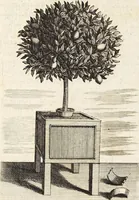 Picture 13 of 128 from Nürnbergische Hesperides, Oder Gründliche Beschreibung Der Edlen Citronat- Citronen- und Pomeranzen-Früchte: Wie solche in selbiger und benachbarten Gegend/ recht mögen eingesetzt/ gewartet/ erhalten und fortgebracht werden/ Samt Einer ausführlichen Erzehlung der meisten Sorten/ welche theils zu Nürnberg würcklich gewachsen/ theils von verschiedenen fremden Orten dahin gebracht worden, auf das accurateste in Kupffer gestochen/ in Vier Theile eingetheilet und mit nützlichen Anmerckungen erkläret (1708), leaf 57