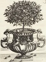 Picture 14 of 128 from Nürnbergische Hesperides, Oder Gründliche Beschreibung Der Edlen Citronat- Citronen- und Pomeranzen-Früchte: Wie solche in selbiger und benachbarten Gegend/ recht mögen eingesetzt/ gewartet/ erhalten und fortgebracht werden/ Samt Einer ausführlichen Erzehlung der meisten Sorten/ welche theils zu Nürnberg würcklich gewachsen/ theils von verschiedenen fremden Orten dahin gebracht worden, auf das accurateste in Kupffer gestochen/ in Vier Theile eingetheilet und mit nützlichen Anmerckungen erkläret (1708), leaf 60