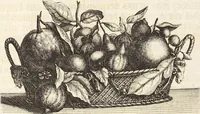 Picture 16 of 128 from Nürnbergische Hesperides, Oder Gründliche Beschreibung Der Edlen Citronat- Citronen- und Pomeranzen-Früchte: Wie solche in selbiger und benachbarten Gegend/ recht mögen eingesetzt/ gewartet/ erhalten und fortgebracht werden/ Samt Einer ausführlichen Erzehlung der meisten Sorten/ welche theils zu Nürnberg würcklich gewachsen/ theils von verschiedenen fremden Orten dahin gebracht worden, auf das accurateste in Kupffer gestochen/ in Vier Theile eingetheilet und mit nützlichen Anmerckungen erkläret (1708), leaf 73