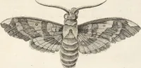 An illustration from Nürnbergische Hesperides, Oder Gründliche Beschreibung Der Edlen Citronat- Citronen- und Pomeranzen-Früchte: Wie solche in selbiger und benachbarten Gegend/ recht mögen eingesetzt/ gewartet/ erhalten und fortgebracht werden/ Samt Einer ausführlichen Erzehlung der meisten Sorten/ welche theils zu Nürnberg würcklich gewachsen/ theils von verschiedenen fremden Orten dahin gebracht worden, auf das accurateste in Kupffer gestochen/ in Vier Theile eingetheilet und mit nützlichen Anmerckungen erkläret (1708)