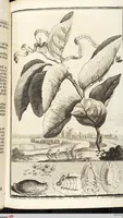 An illustration from Nürnbergische Hesperides, Oder Gründliche Beschreibung Der Edlen Citronat- Citronen- und Pomeranzen-Früchte: Wie solche in selbiger und benachbarten Gegend/ recht mögen eingesetzt/ gewartet/ erhalten und fortgebracht werden/ Samt Einer ausführlichen Erzehlung der meisten Sorten/ welche theils zu Nürnberg würcklich gewachsen/ theils von verschiedenen fremden Orten dahin gebracht worden, auf das accurateste in Kupffer gestochen/ in Vier Theile eingetheilet und mit nützlichen Anmerckungen erkläret (1708)