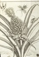 An illustration from Continvation der Nürnbergischen Hesperidvm, Oder: Fernere gründliche Beschreibung Der Edlen Citronat- Citronen- und Pomeranzen-Früchte: mit einem ausführlichen Bericht, wie solche am besten zu warten und zu erhalten seyn ; Worbei diejenigen Sorten, so theils zu Nürnberg gewachsen, theils von verschiedenen fremden Orten dahin gelanget, auf das accurateste in Kupffer gestochen und nachgezeichnet worden ; abermals in vier Theile eingetheilet, und mit gehörigen Anmerkungen erläutert (1714)