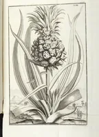 An illustration from Continvation der Nürnbergischen Hesperidvm, Oder: Fernere gründliche Beschreibung Der Edlen Citronat- Citronen- und Pomeranzen-Früchte: mit einem ausführlichen Bericht, wie solche am besten zu warten und zu erhalten seyn ; Worbei diejenigen Sorten, so theils zu Nürnberg gewachsen, theils von verschiedenen fremden Orten dahin gelanget, auf das accurateste in Kupffer gestochen und nachgezeichnet worden ; abermals in vier Theile eingetheilet, und mit gehörigen Anmerkungen erläutert (1714)
