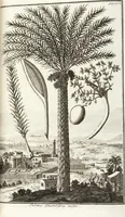 An illustration from Continvation der Nürnbergischen Hesperidvm, Oder: Fernere gründliche Beschreibung Der Edlen Citronat- Citronen- und Pomeranzen-Früchte: mit einem ausführlichen Bericht, wie solche am besten zu warten und zu erhalten seyn ; Worbei diejenigen Sorten, so theils zu Nürnberg gewachsen, theils von verschiedenen fremden Orten dahin gelanget, auf das accurateste in Kupffer gestochen und nachgezeichnet worden ; abermals in vier Theile eingetheilet, und mit gehörigen Anmerkungen erläutert (1714)