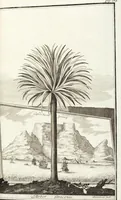 An illustration from Continvation der Nürnbergischen Hesperidvm, Oder: Fernere gründliche Beschreibung Der Edlen Citronat- Citronen- und Pomeranzen-Früchte: mit einem ausführlichen Bericht, wie solche am besten zu warten und zu erhalten seyn ; Worbei diejenigen Sorten, so theils zu Nürnberg gewachsen, theils von verschiedenen fremden Orten dahin gelanget, auf das accurateste in Kupffer gestochen und nachgezeichnet worden ; abermals in vier Theile eingetheilet, und mit gehörigen Anmerkungen erläutert (1714)