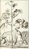 An illustration from Continvation der Nürnbergischen Hesperidvm, Oder: Fernere gründliche Beschreibung Der Edlen Citronat- Citronen- und Pomeranzen-Früchte: mit einem ausführlichen Bericht, wie solche am besten zu warten und zu erhalten seyn ; Worbei diejenigen Sorten, so theils zu Nürnberg gewachsen, theils von verschiedenen fremden Orten dahin gelanget, auf das accurateste in Kupffer gestochen und nachgezeichnet worden ; abermals in vier Theile eingetheilet, und mit gehörigen Anmerkungen erläutert (1714)