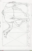Picture 11 of 12 from The camel: its anatomy, proportions, and paces (1865), leaf 104