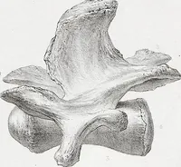 An illustration from The camel: its anatomy, proportions, and paces (1865)