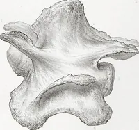 Picture 2 of 12 from The camel: its anatomy, proportions, and paces (1865), leaf 51