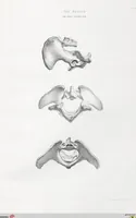 Picture 4 of 12 from The camel: its anatomy, proportions, and paces (1865), leaf 58