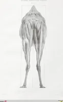 An illustration from The camel: its anatomy, proportions, and paces (1865)
