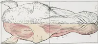 Picture 6 of 12 from The camel: its anatomy, proportions, and paces (1865), leaf 70