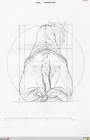 Picture 7 of 12 from The camel: its anatomy, proportions, and paces (1865), leaf 95