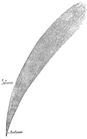 Picture 5 of 9 from The telescope: a familiar sketch (1876), leaf 134