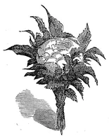 Picture 4 of 14 from The art of amusing: Being a collection of graceful arts, merry games, odd tricks, curious puzzles, and new charades. Together with suggestions for private theatricals, tableaux, and all sorts of parlor and family amusements (1866), leaf 66