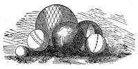 An illustration from The boy\s own toy-maker: a practical illustrated guide to the useful employment of leasure hours (1881)