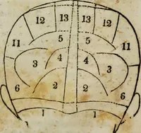 An illustration from Fowler's practical phrenology [electronic resource]: giving a concise elementary view on phrenology; presenting some new and important remarks on the temperaments (1850)