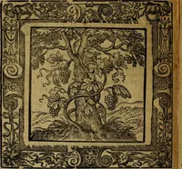 Picture 195 of 256 from Omnia Andreae Alciati v.c. emblemata [electronic resource]: cum commentariis, quibus emblematum omnium aperta origine, mens auctoris explicatur, & obscura omnia dubiáque illustrantur (1581), leaf 582