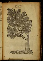 Picture 239 of 256 from Omnia Andreae Alciati v.c. emblemata [electronic resource]: cum commentariis, quibus emblematum omnium aperta origine, mens auctoris explicatur, & obscura omnia dubiáque illustrantur (1581), leaf 711