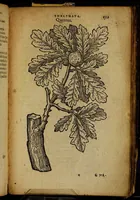 Picture 241 of 256 from Omnia Andreae Alciati v.c. emblemata [electronic resource]: cum commentariis, quibus emblematum omnium aperta origine, mens auctoris explicatur, & obscura omnia dubiáque illustrantur (1581), leaf 715