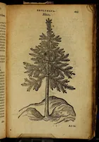 Picture 243 of 256 from Omnia Andreae Alciati v.c. emblemata [electronic resource]: cum commentariis, quibus emblematum omnium aperta origine, mens auctoris explicatur, & obscura omnia dubiáque illustrantur (1581), leaf 719