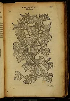 Picture 248 of 256 from Omnia Andreae Alciati v.c. emblemata [electronic resource]: cum commentariis, quibus emblematum omnium aperta origine, mens auctoris explicatur, & obscura omnia dubiáque illustrantur (1581), leaf 725