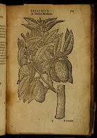 Picture 250 of 256 from Omnia Andreae Alciati v.c. emblemata [electronic resource]: cum commentariis, quibus emblematum omnium aperta origine, mens auctoris explicatur, & obscura omnia dubiáque illustrantur (1581), leaf 731