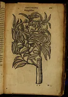 Picture 252 of 256 from Omnia Andreae Alciati v.c. emblemata [electronic resource]: cum commentariis, quibus emblematum omnium aperta origine, mens auctoris explicatur, & obscura omnia dubiáque illustrantur (1581), leaf 737