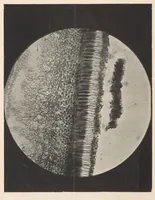 An illustration from The physical and physiological basis of color (1894)