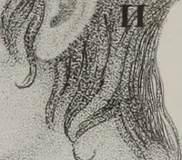 An illustration from Phrenology, or, The doctrine of the mental phenomena (Volume 1) (1833)