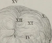 An illustration from Phrenology, or, The doctrine of the mental phenomena (Volume 1) (1833)