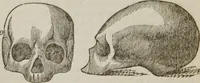 An illustration from Elements of phrenology (1845)